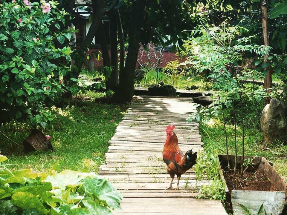 Cabanas Moenga Hanga Roa Dış mekan fotoğraf